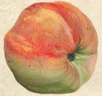 Apfel