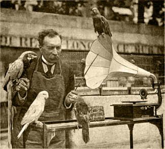 Phonograph zur Abrichtung von Papageien